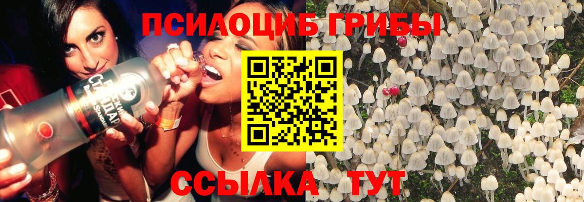 Будённовск  Галлюциногенные грибы Psilocybe  Вход с VPN  Галлюциногенные грибы Psilocybe 